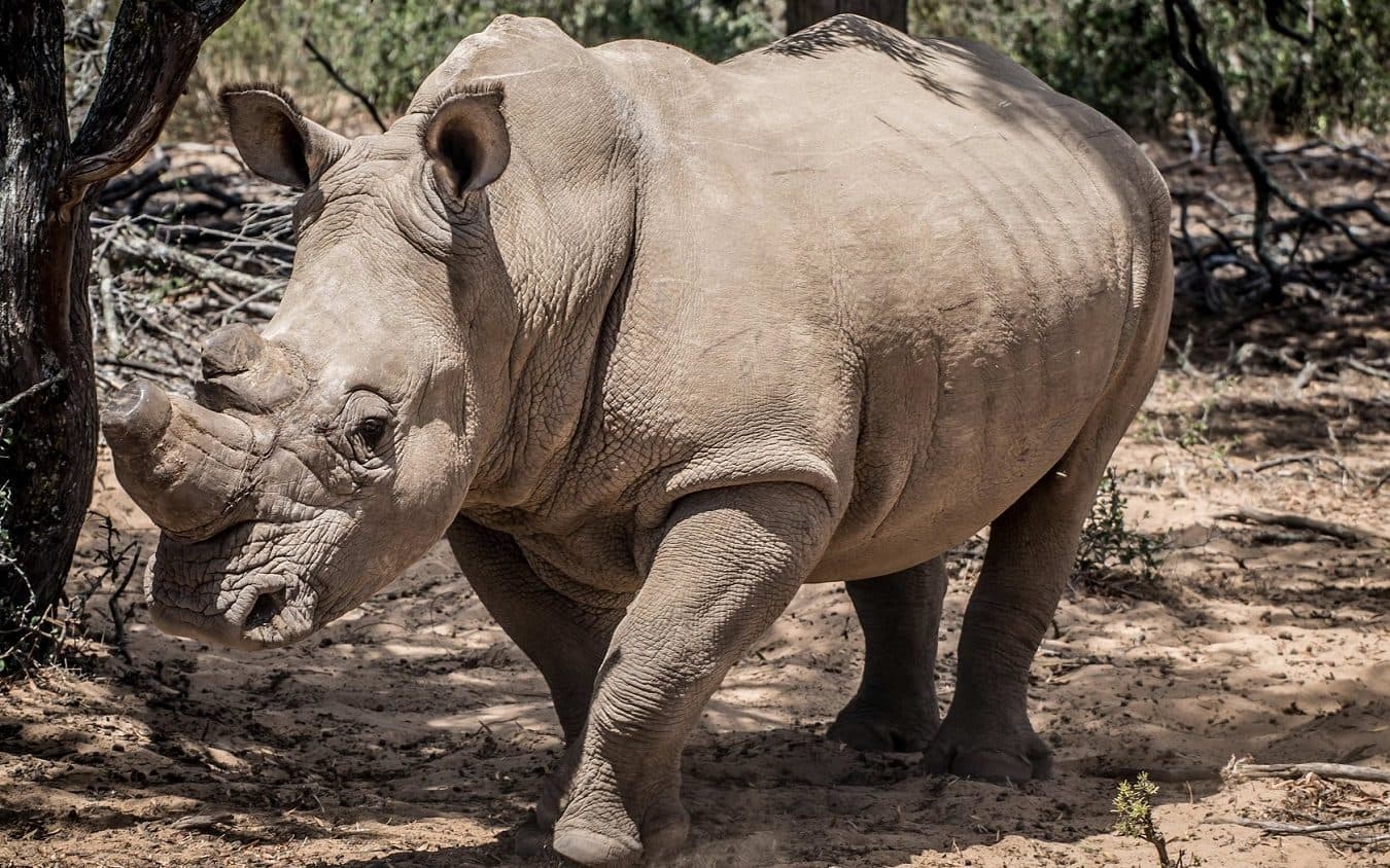 Buffelsfontein Game Drives in Langebaan