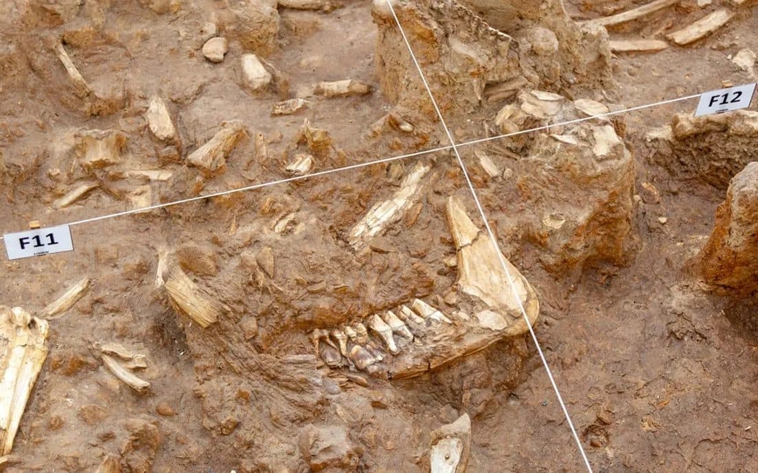 West Coast Fossil Park in Langebaan