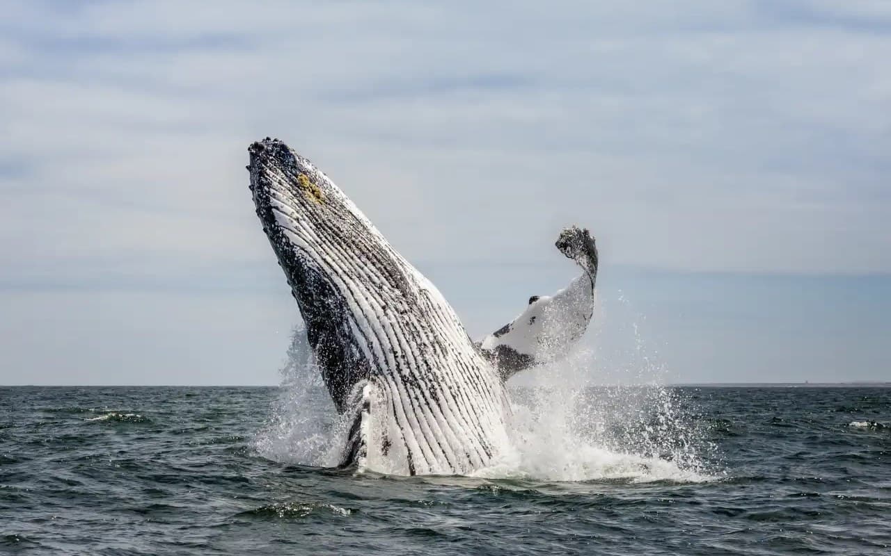 Atlantic Ocean Safaris in Langebaan