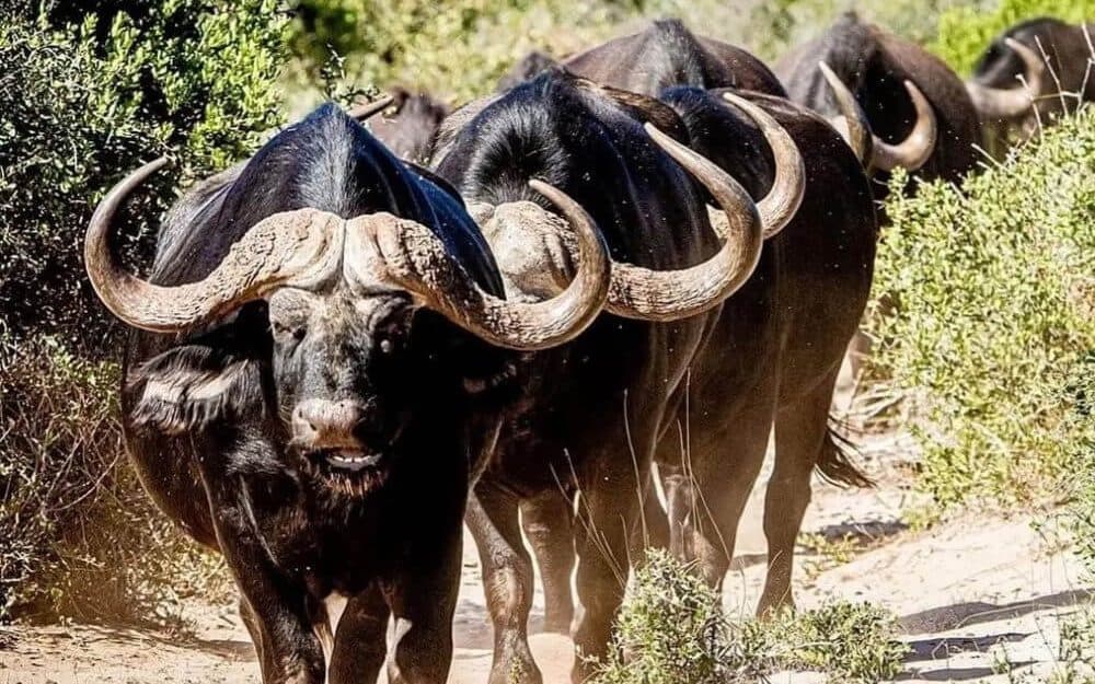 Thali Thali Game Drives in Langebaan