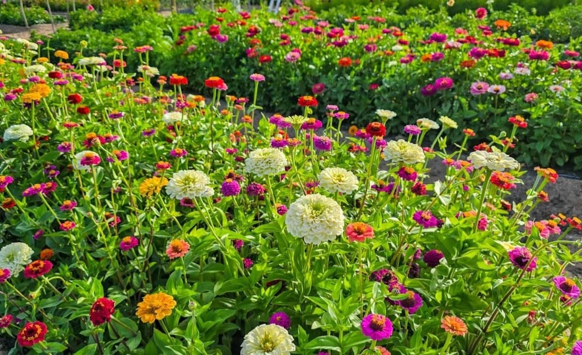 The Cutting Garden in Langebaan